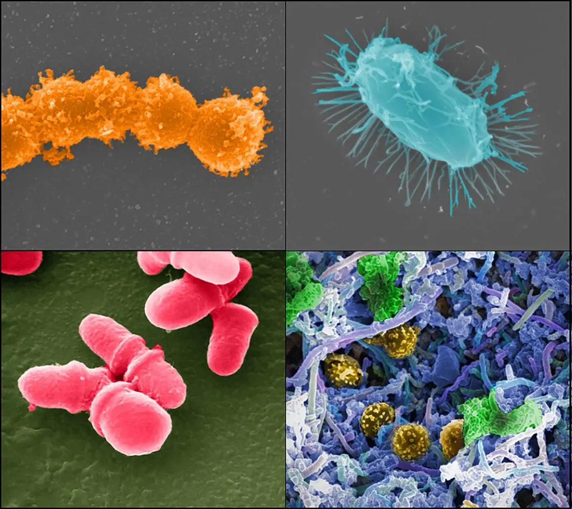 Fecal transplants may help cancer patients better deal with the harsh, gut bacteria-destroying effects of antibiotic treatments