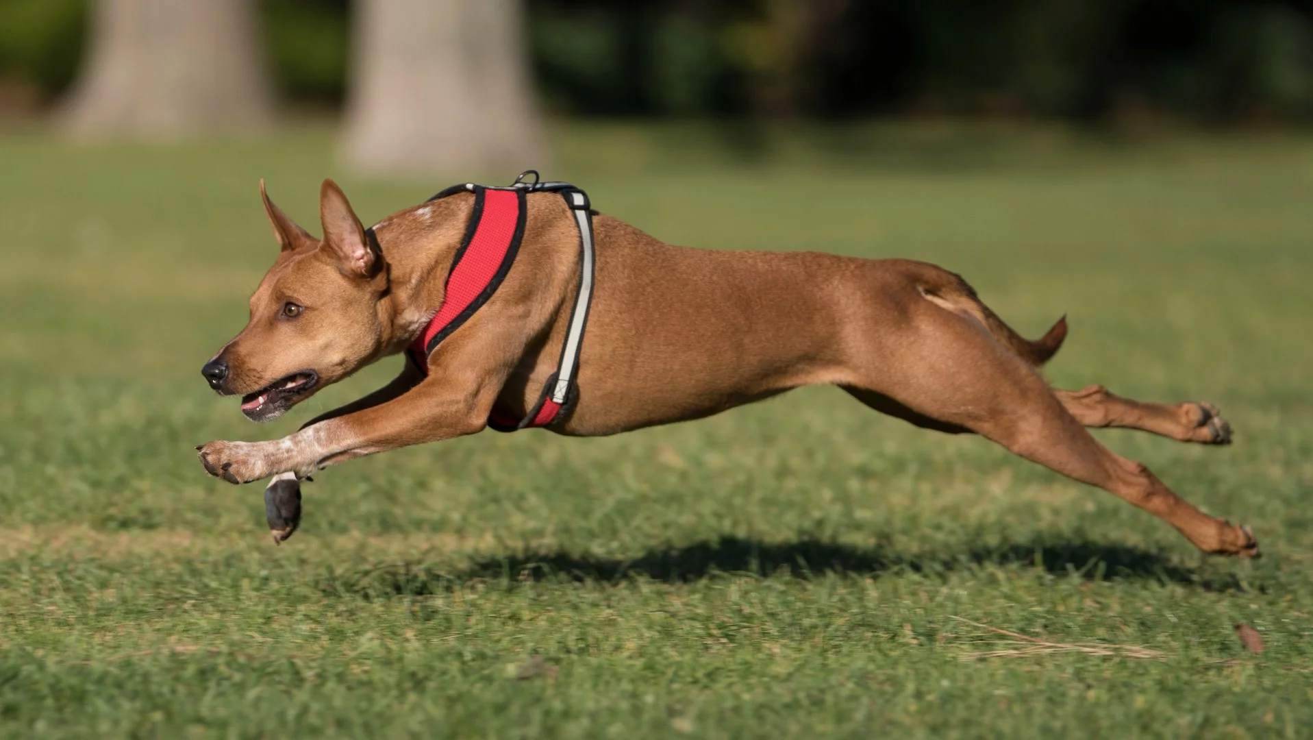 Sony a9 sample shot: ISO 100, f/2.8, 1/1600 sec