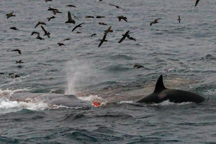 The attack occurred off the south coast of Western Australia