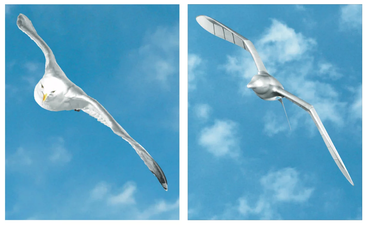 A herring gull and the robotic SmartBird