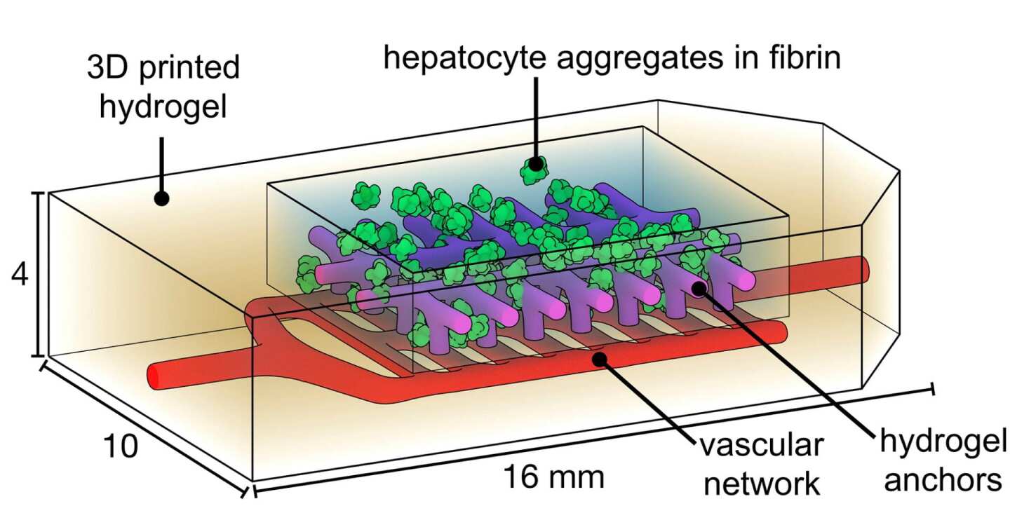A diagram of the liver-mimicking, bioprinted devices that were implanted into mice as part of the study