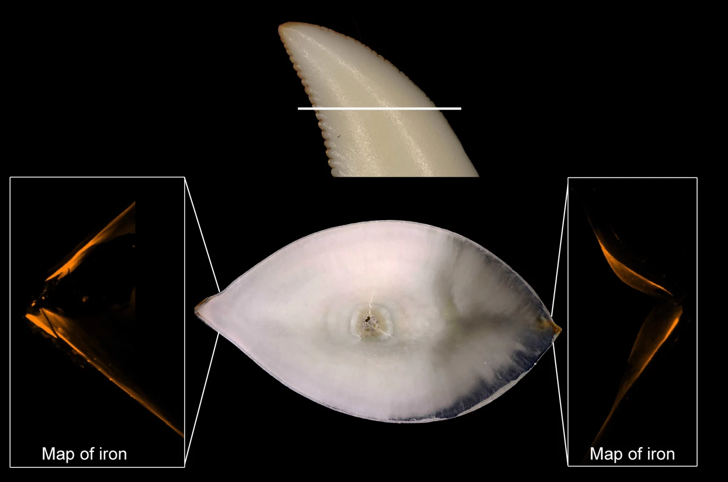 A side and cross-sectional view of one of the Komodo dragon teeth analyzed in the study