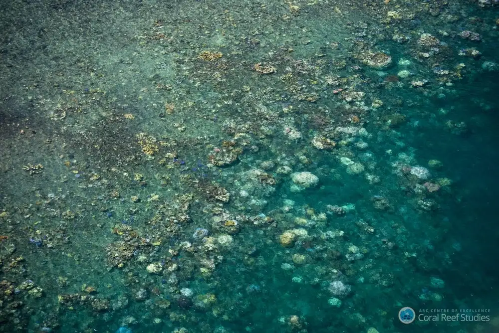 Coral bleaching occurs as a result of abnormal sea conditions, such as warmer or colder temperatures