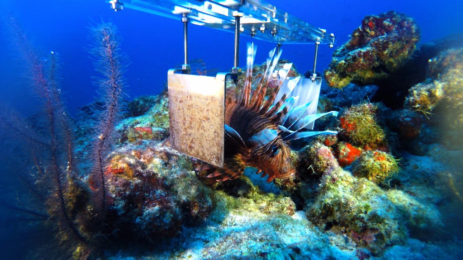 Lionfish with a prototype of the robot's stunner claw