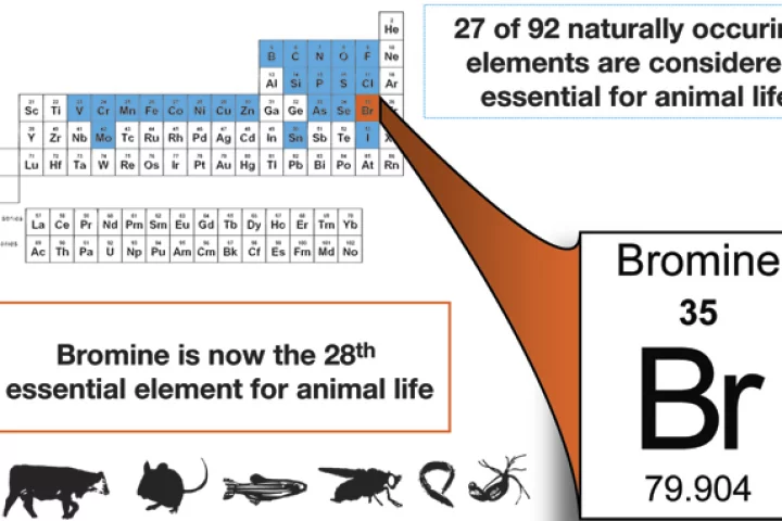 Bromine joins the other elements marked on this periodic table, as those critical for animal life