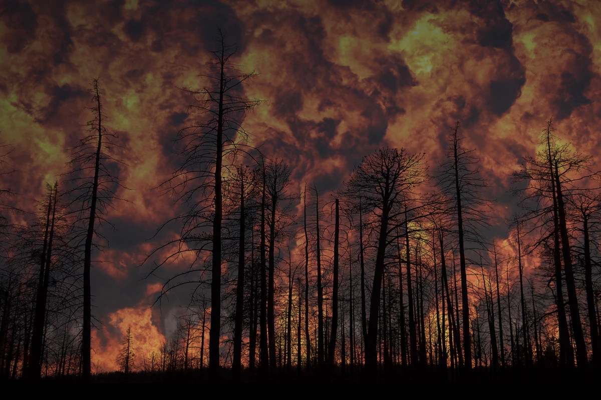 The gel could be preemptively applied to vegetation in areas where forest fires are likely to occur