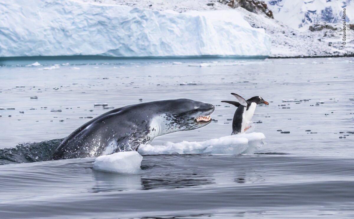 "If penguins could fly" by Eduardo Del Álamo, Spain. Highly Commended 2019, Behaviour: Mammals. A gentoo penguin – the fastest underwater swimmer of all penguins – flees for its life as a leopard seal bursts out of the water.