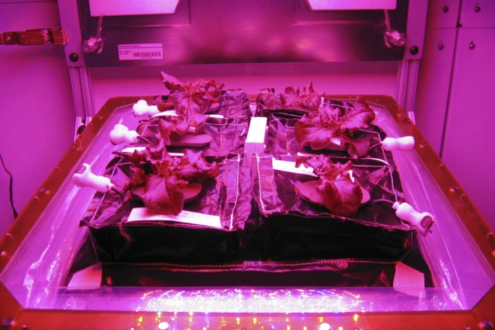 A growing tray in the Vegetable Production System (Veggie) that is headed to the ISS (Photo: NASA)