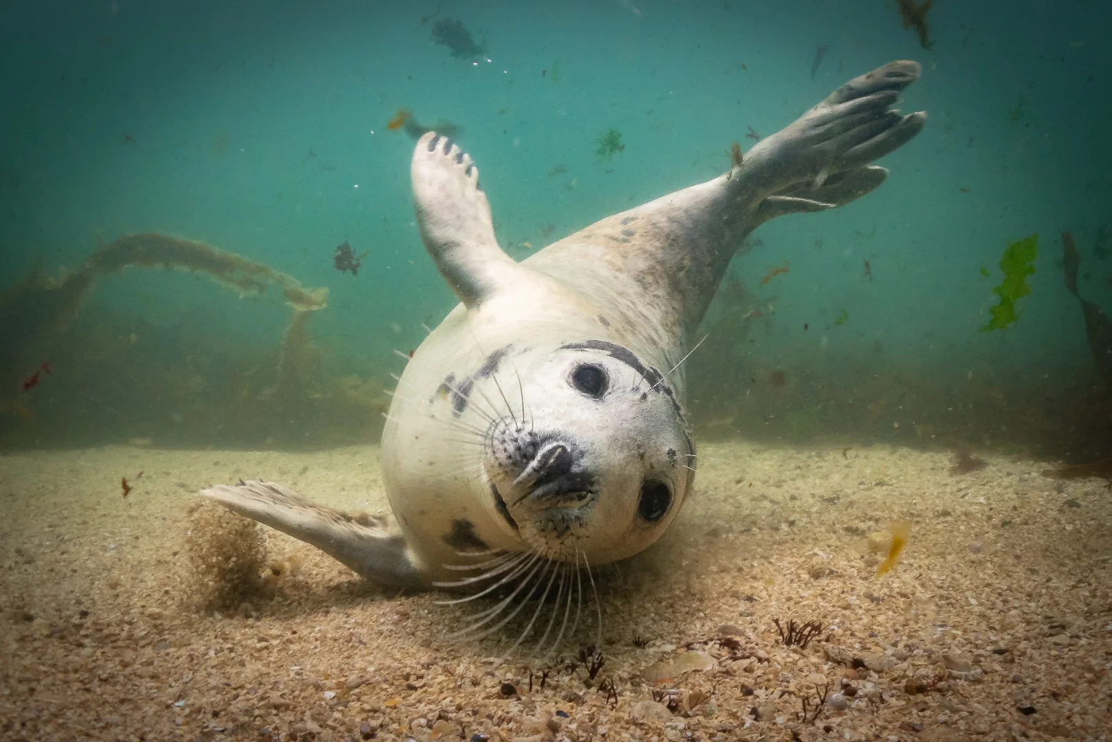 Winner, Category - British Waters Compact. A young seal pup playing off the Farne Islands