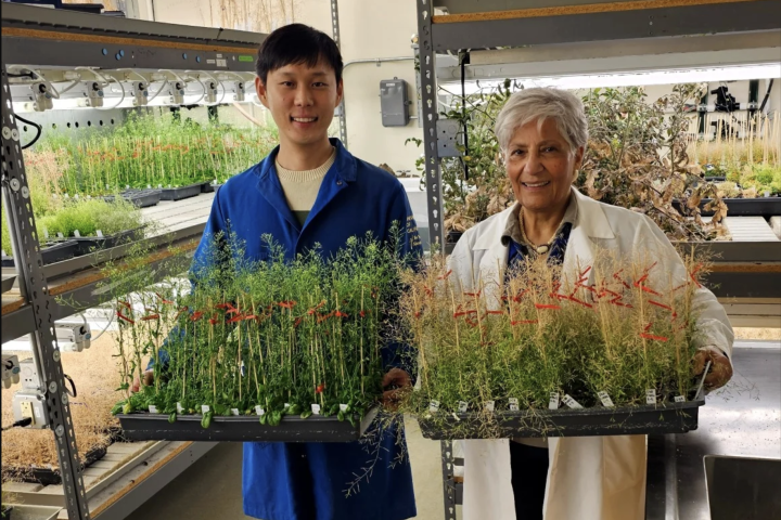 Researchers Heeseung Choi and Katie Dehesh holding young (green) and old (yellow) Arabidopsis plants in the laboratory