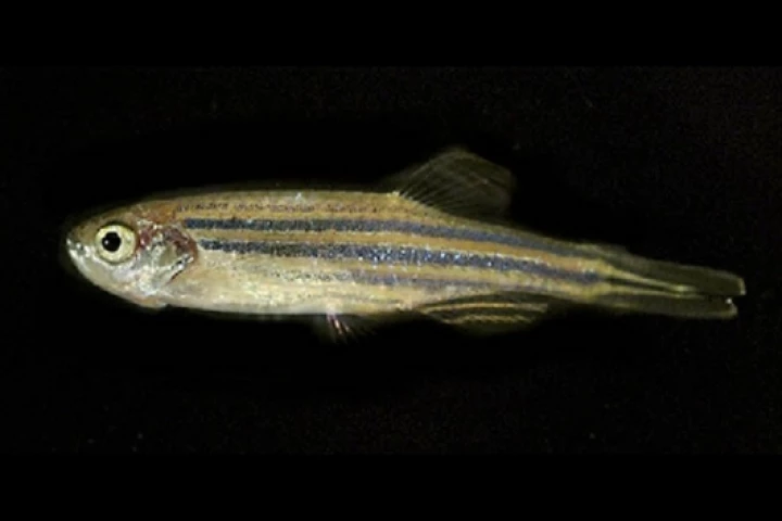 The zebrafish is a popular aquarium speciesPic credit: Charles Badland, Program in Neuroscience, Florida State University