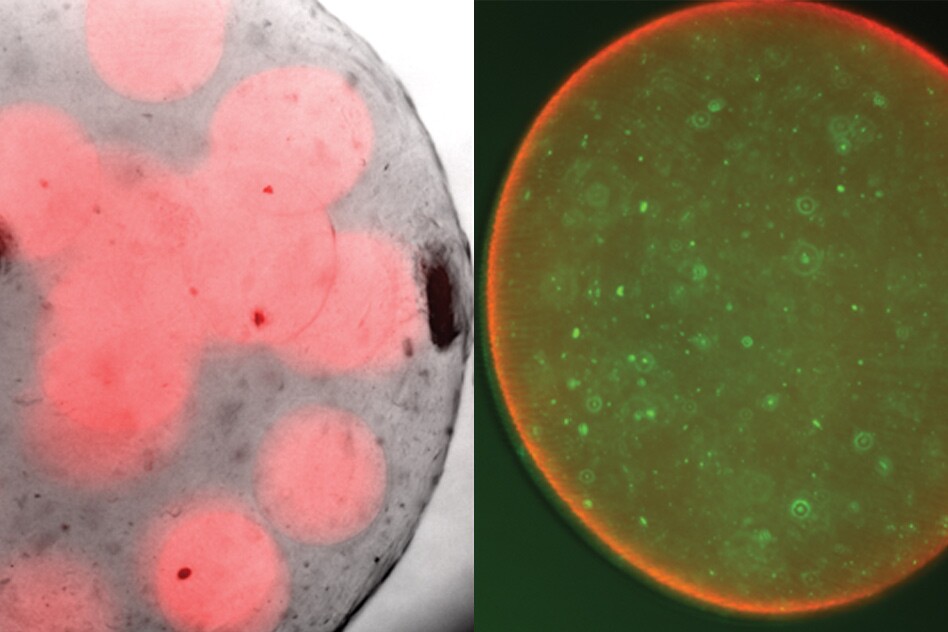 Left, probiotics (red) wrapped in a protective bubble of alginate, and right, a close-up of one sphere with the good bacteria tagged green