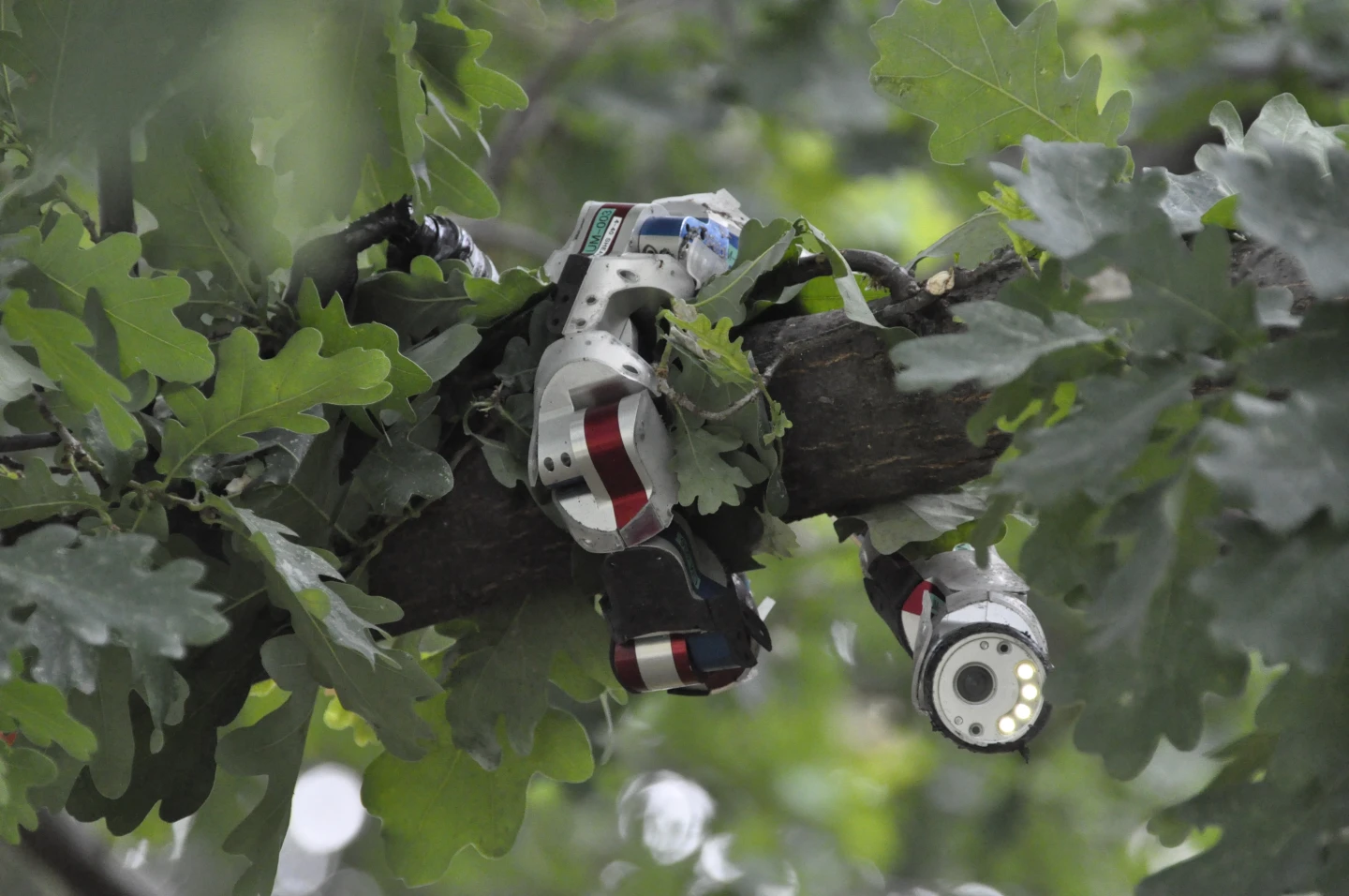 CMU's Biorobotics Lab built a modular snake robot that can climb trees or explore pipes