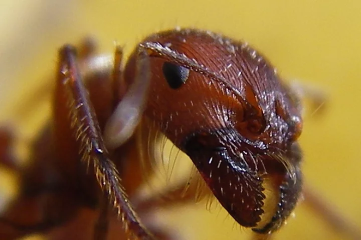Close up of a red harvester ant (Photo: Sandstein)