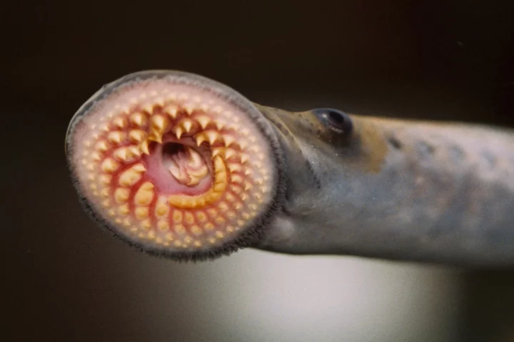 Researchers have used molecules from the lamprey's immune system to help fight brain cancer