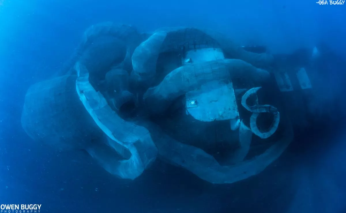 Three months after the ship was sunk the octopus frame is already taking on aspects of a young ecosystem