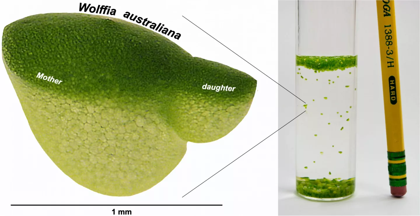 A diagram showing the daughter plant that buds off the mother