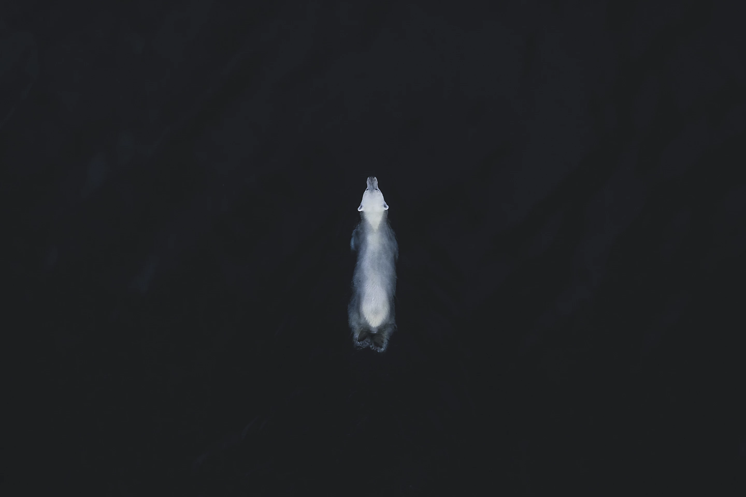 First Place, Wildlife. Polar Bear in Svalbard, Norway June 2019.