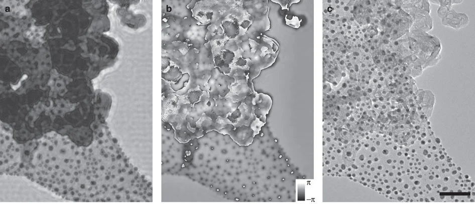 Wide-field ptychographic reconstruction of gold particles and graphitized carbon made by using diffraction patterns to recover phase data (Image: University of Sheffield)
