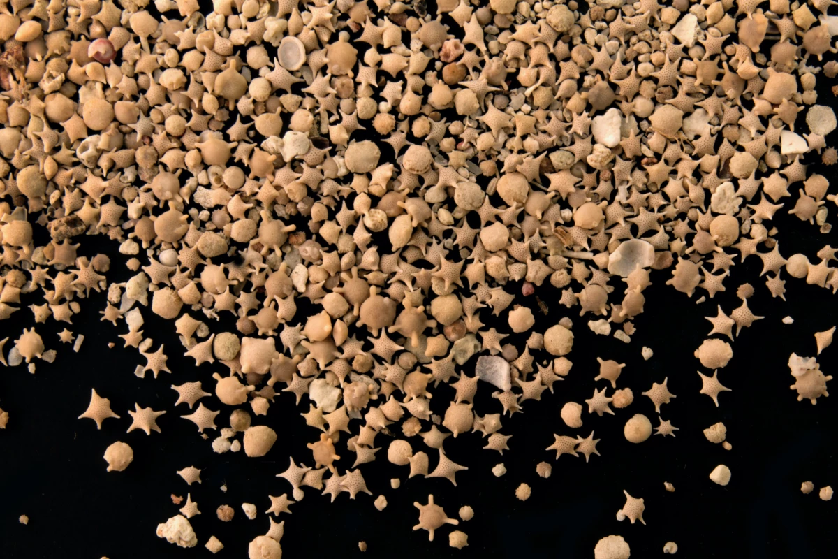 An assortment of foraminifera shells, much like those sorted by the Forabot