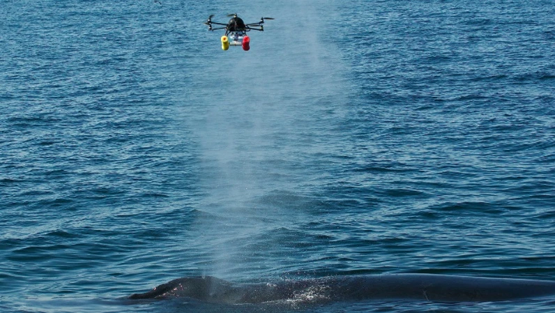 A hexacopter gets a full load of whale "blow"