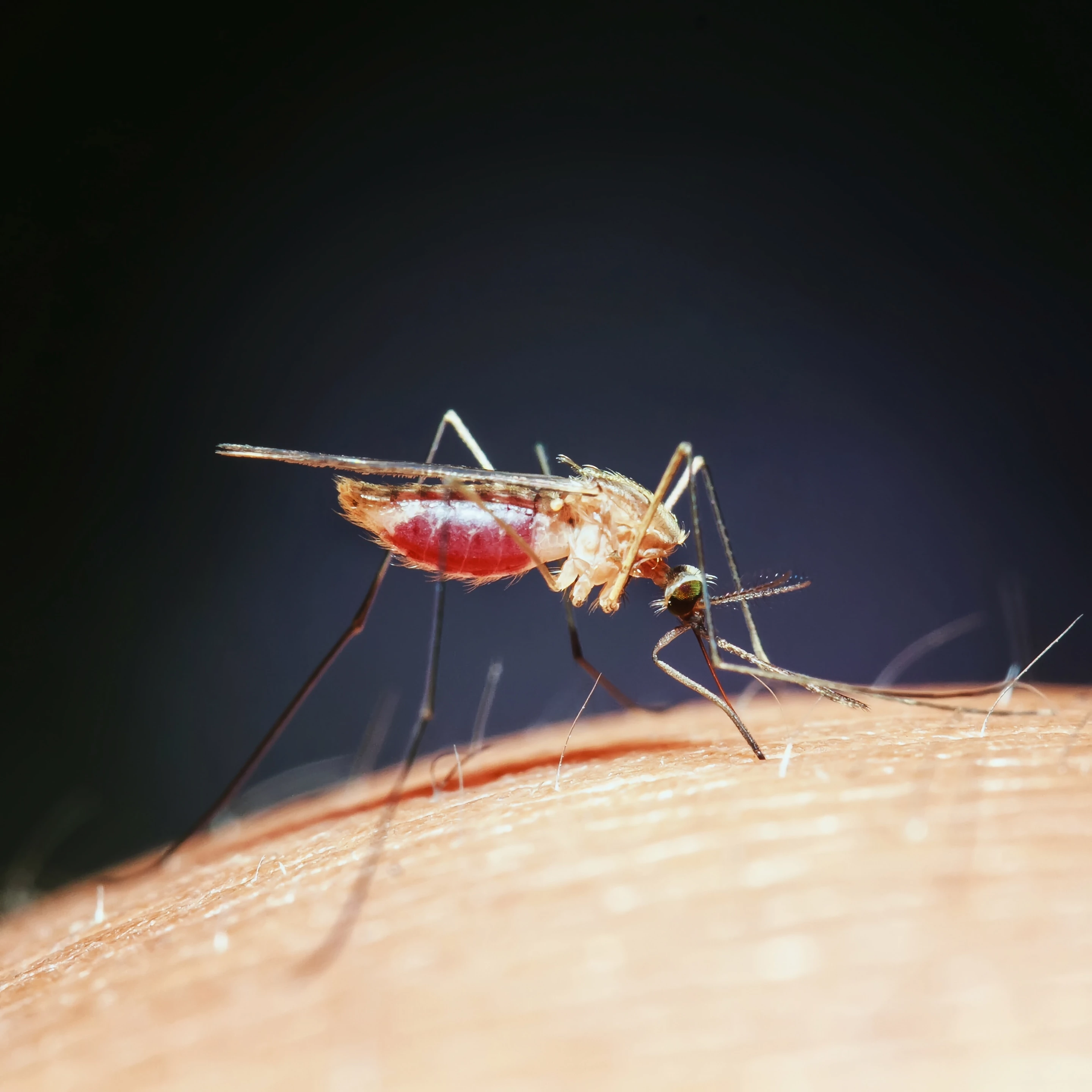 Mosquitos may be no match for graphene