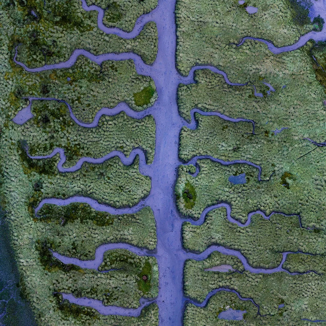 Low tide at blue hour reveals a muddy riverbed of fishbone shaped streams in the middle of a small, but unique part of the salt marsh located at the end of the Betanzos Estuary, near Coruna in northern Spain