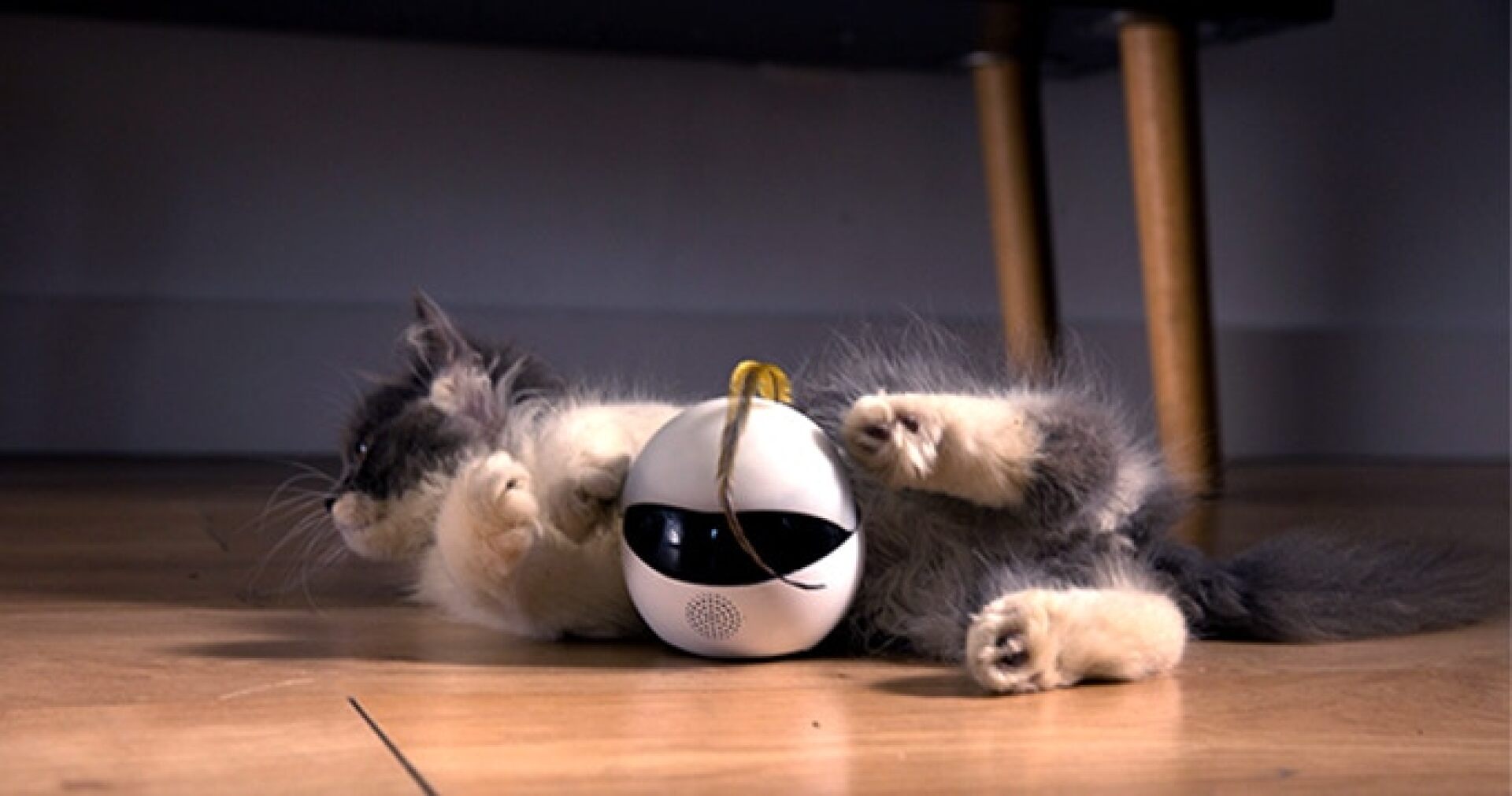 Autonomous robot keeps cats entertained while you're away