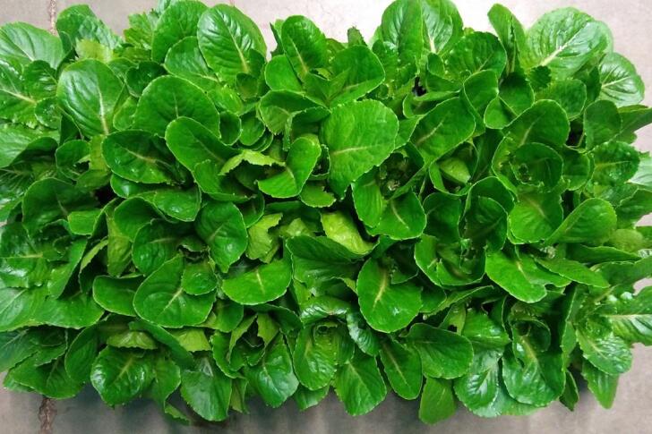 Genetically engineered lettuce could provide astronauts on missions to Mars with a drug to fight bone loss