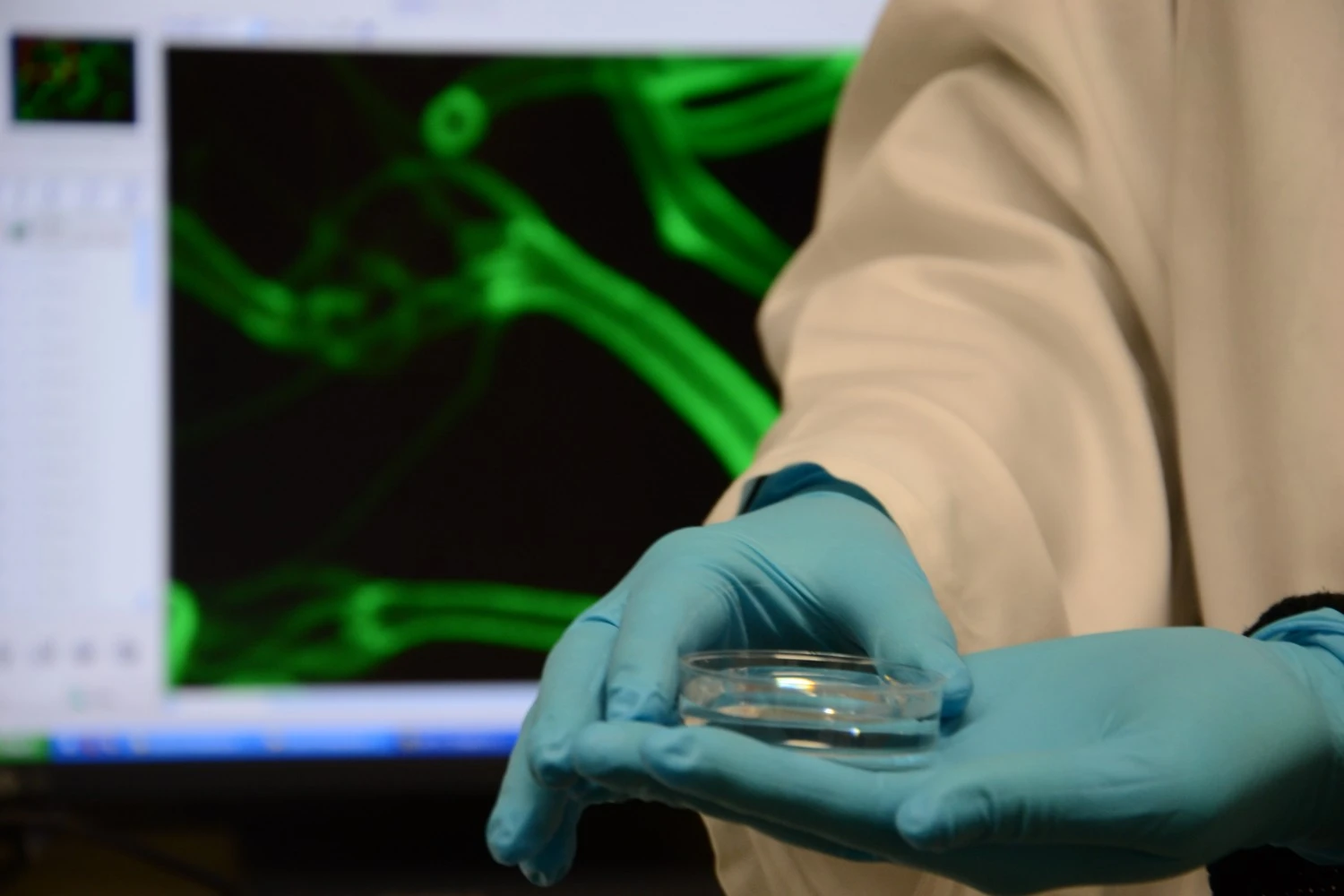 Genetically modified polyps of Hydra appear to be green when looked at under a fluorescence light mocroscope (Photo: CAU/Maack)