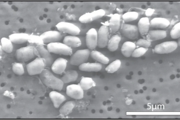 The GFAJ-1 bacteria, grown on arsenic