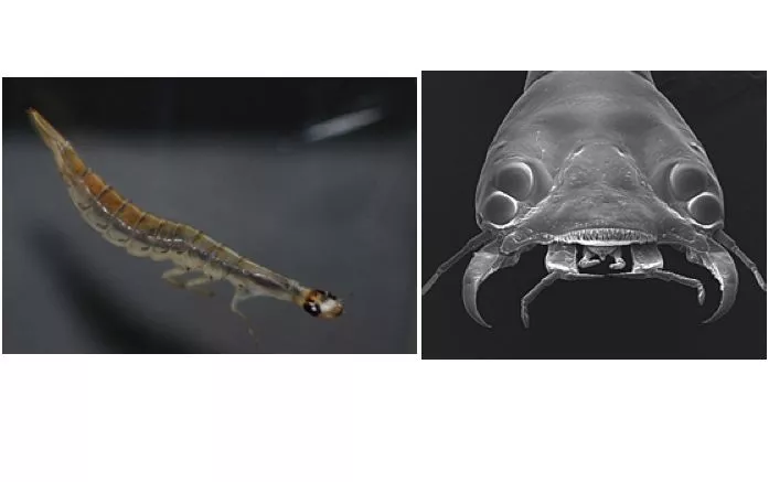 The sunburst diving beetle can teach us a thing or two about bifocal imaging