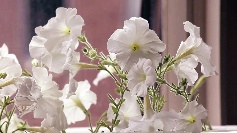 Revolution Biotechnology has modified a petunia to change color when watered with a dilute ethanol solution