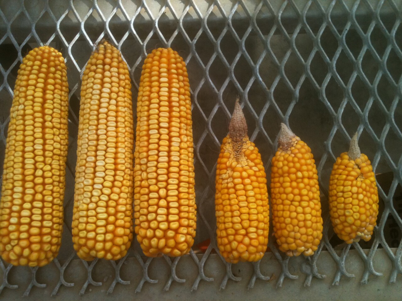 MSU's water-saving membranes dramatically improved corn yields during this summer's drought (Photo: MSU)