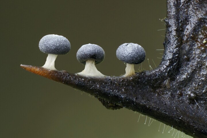 3rd Place - Fungi. Slime Mould (Didymium squamulosum) growing along the edge of a holly leaf in a Hertfordshire woodland