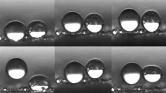 Drops of water overcome adhesion and fly off a dewy lotus leaf as mechanical vibrations dry it