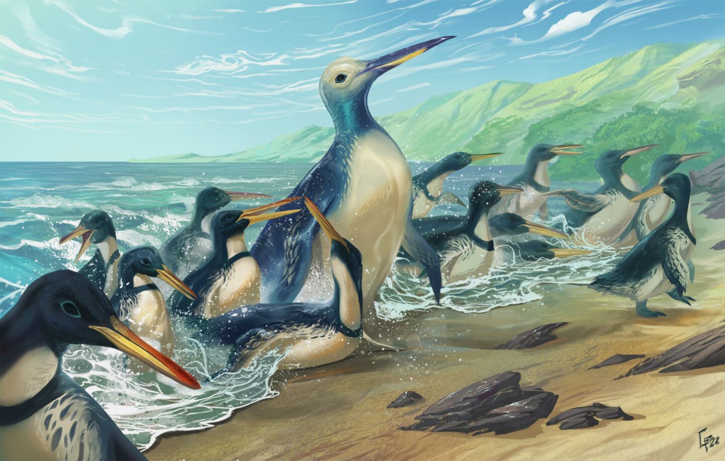 An artist's reconstruction of the two new penguin species: Kumimanu fordycei and Petradyptes stonehousei