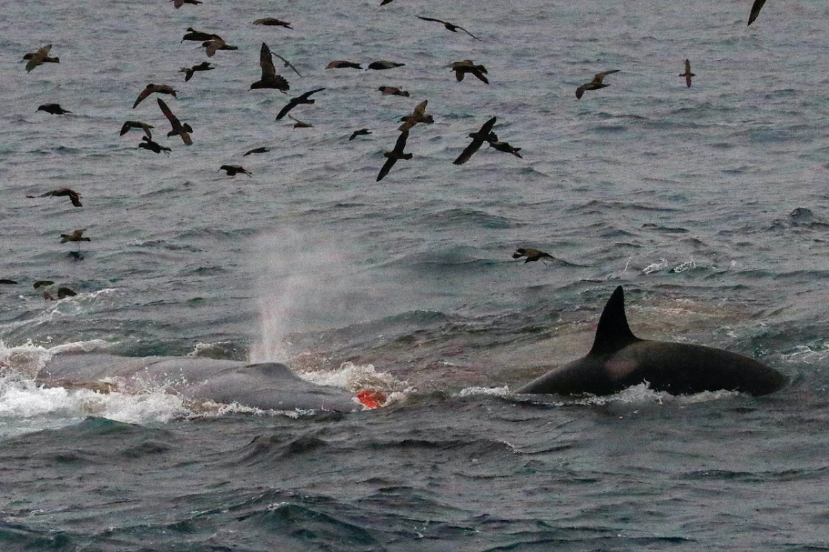 The attack occurred off the south coast of Western Australia