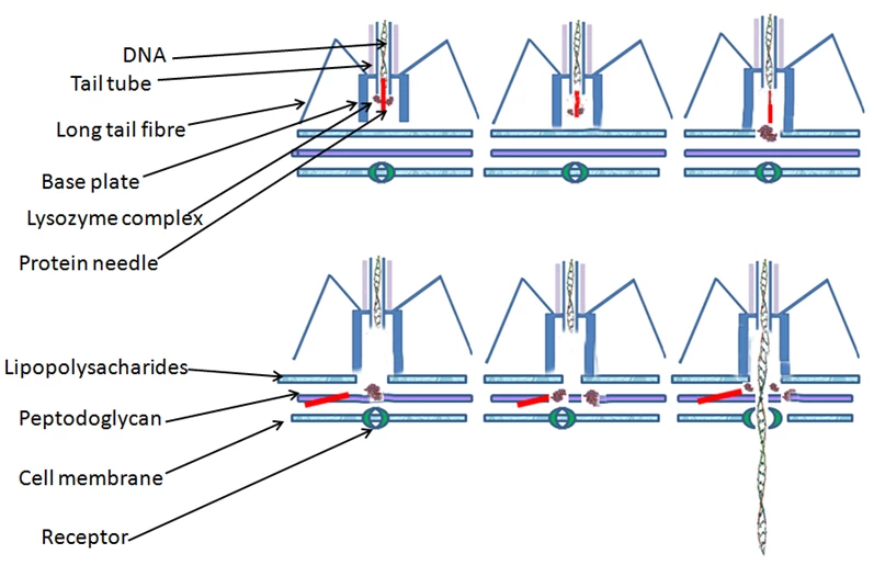 Bacteriophage injecting its genome through a bacterial cell wall (Image: Dr. Graham Beards via Wikimedia Commons)