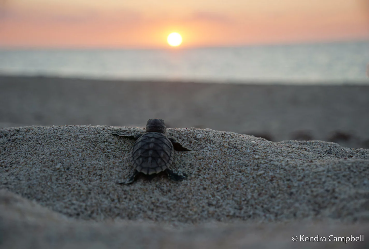 Threatened Species: "One in 1,000" (Martuthunira Country, Rosemary Island, WA), by Kendra Campbell