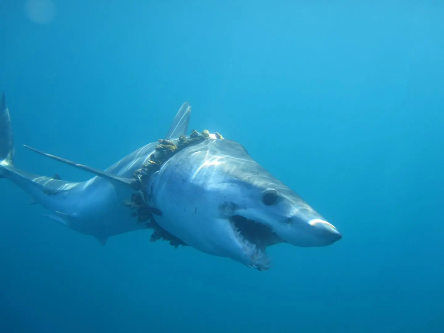 A shortfin mako shark with scoliosis of the back caused by tangled barnacle-covered fishing rope