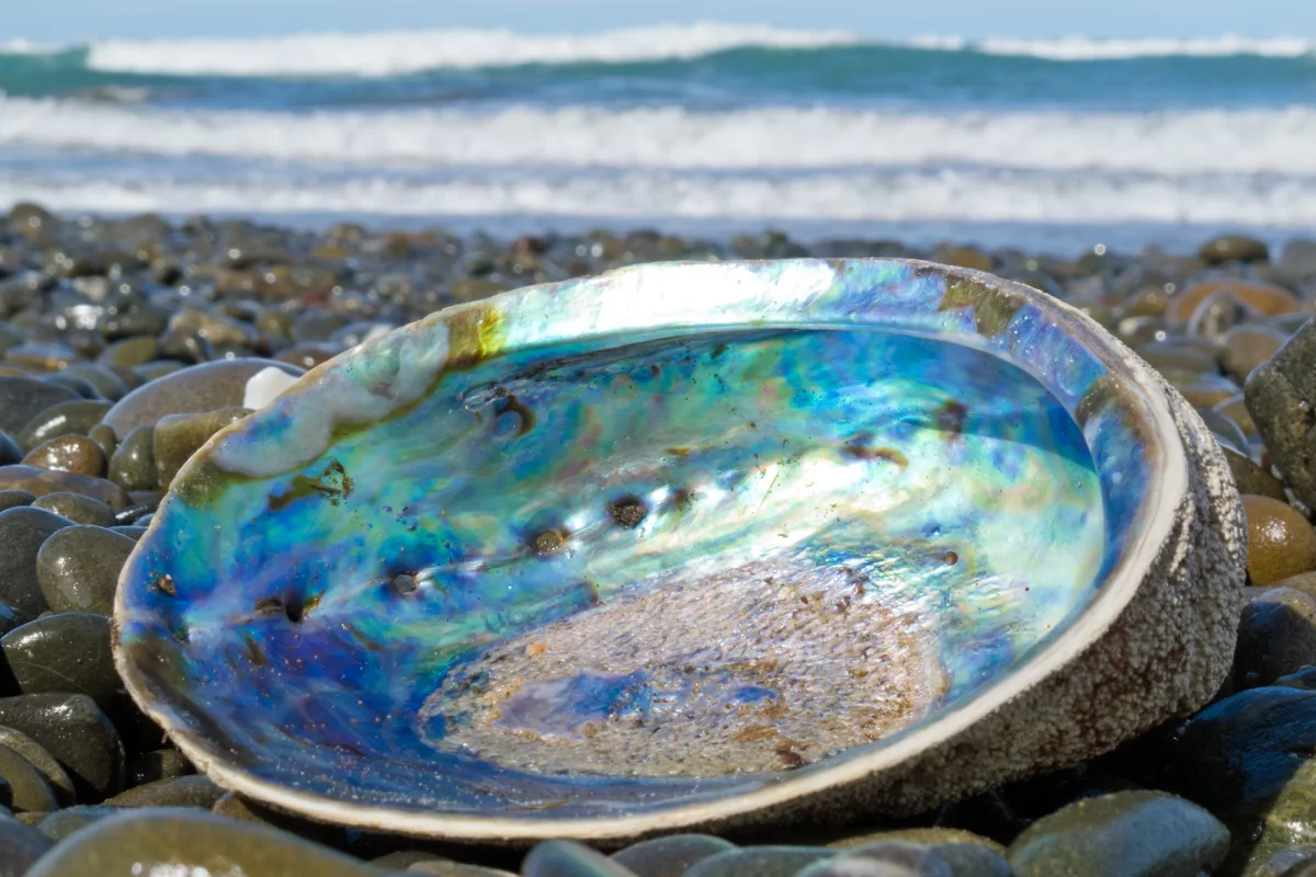 Engineers have developed a tough new glass composite inspired by nacre, the shiny material inside mollusk shells