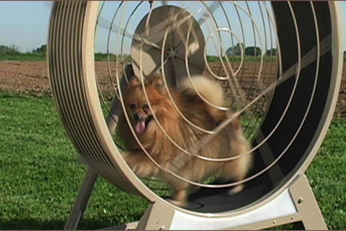Tread Wheel keeps dogs in shape