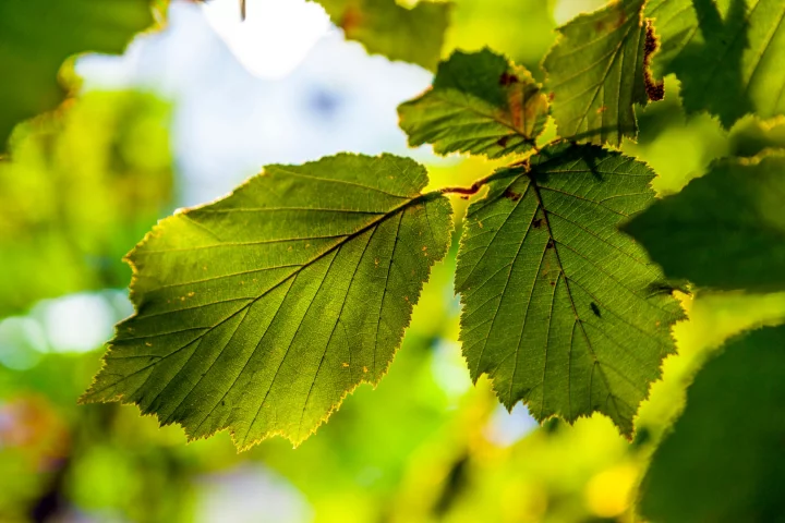Researchers have developed a new design of artificial leaf that's able to pull carbon dioxide out of the air