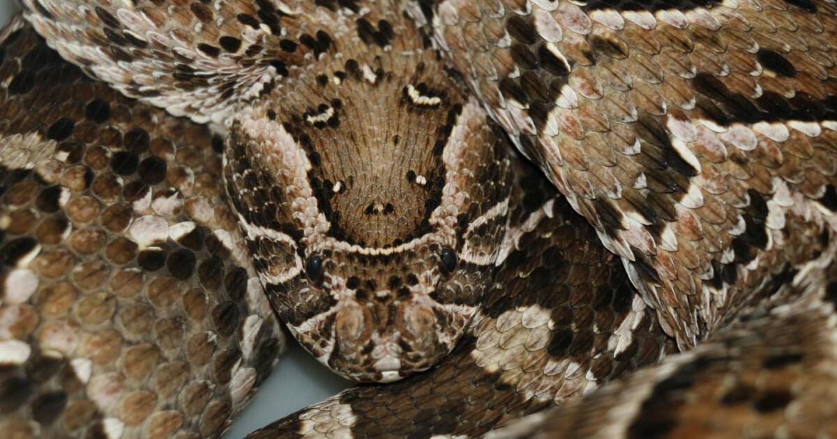 Deadly snake employs tongue trick to lure prey