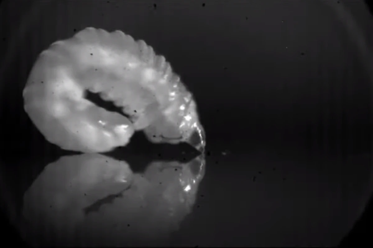Larva of the goldenrod gall midge prepares to leap through the air by forming a ring shape