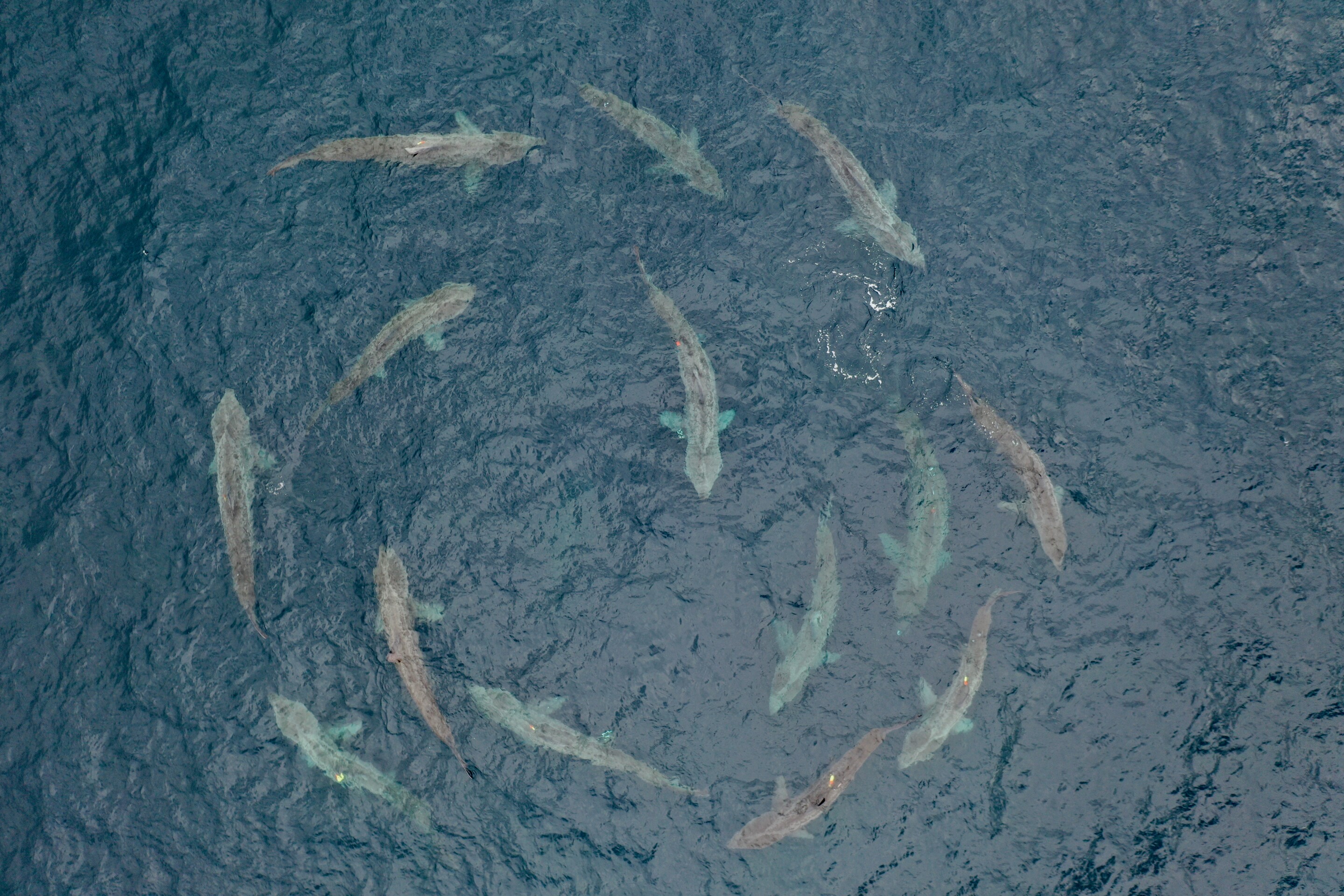 Unveiling The Truth: Basking Sharks And Human Interaction - doh4efo