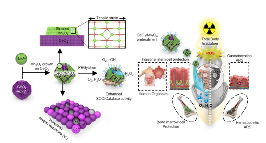 A schematic for how the new nanocrystal treatment works to protect the body from radiation damage