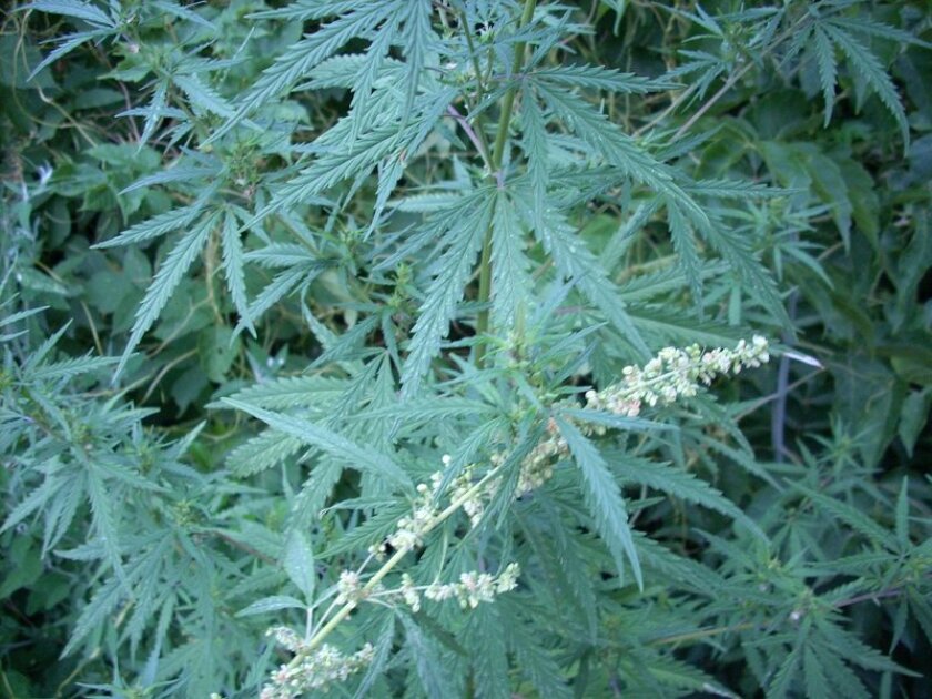 Some of the wild types of cannabis plants found in the area