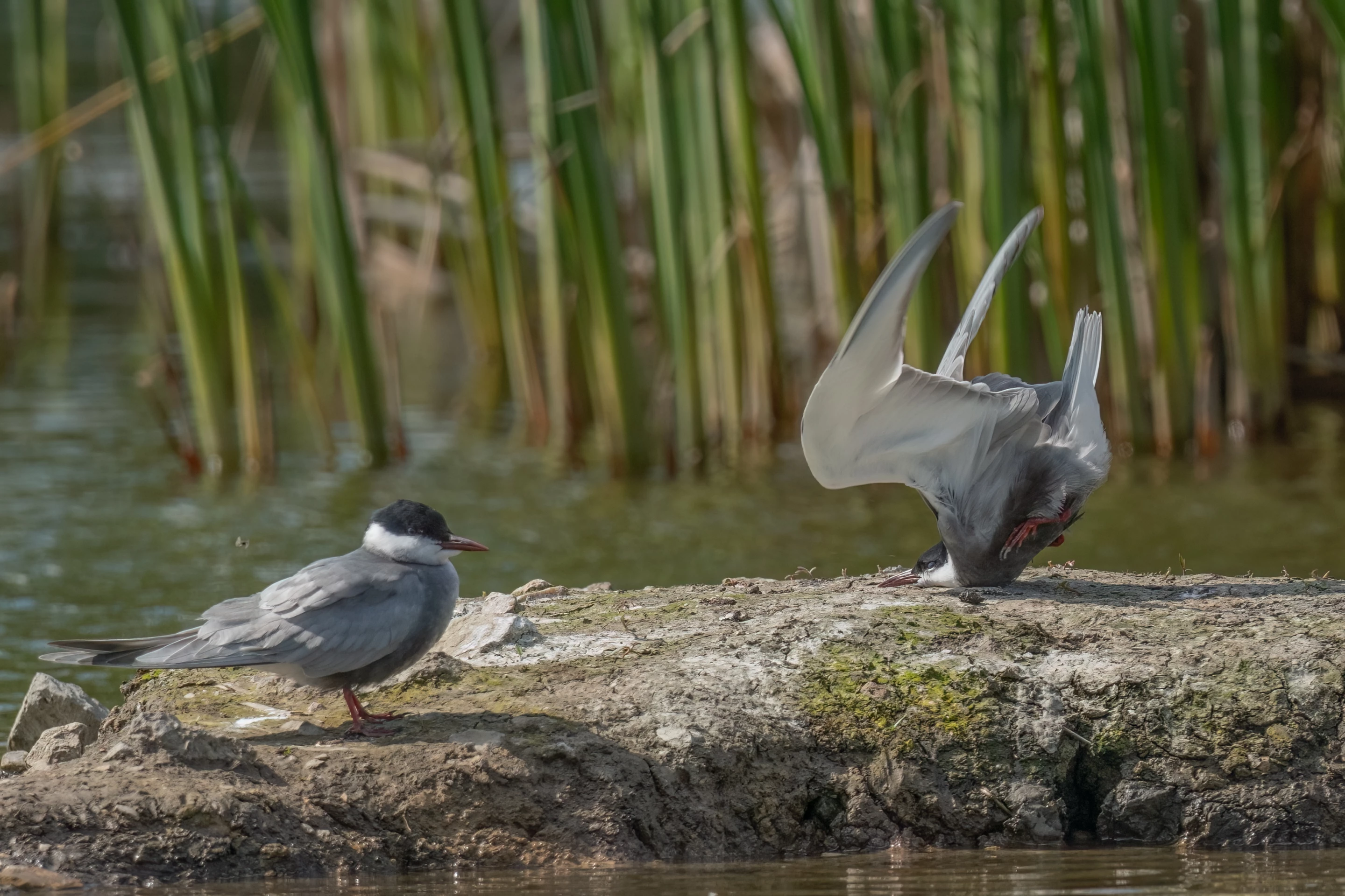 "Whiskered tern crash on landing" – Damyan Petkov